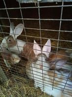 Raszuivere Vlaamse Reuzen te koop, Dieren en Toebehoren, Konijnen, Meerdere dieren, Groot, 0 tot 2 jaar