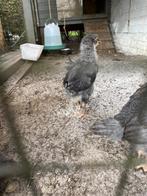 Haantjes, Dieren en Toebehoren, Mannelijk, Kip