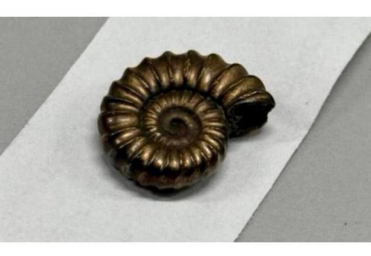 Fossile de pyrite fer ammonite vieux 196 millions d'années, Collections, Minéraux & Fossiles, Fossile, Enlèvement ou Envoi