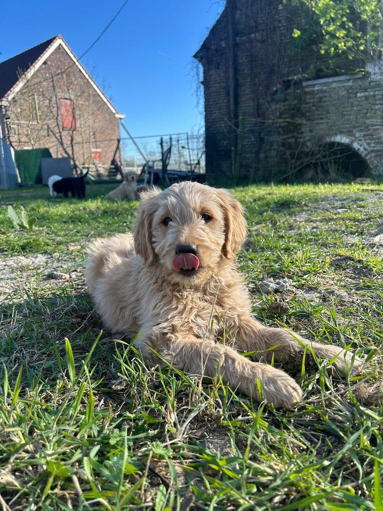 Mooie goldendoodle pups!, Animaux & Accessoires, Chiens | Retrievers, Épagneuls & Chiens d'eau, Golden retriever, Plusieurs, Hépatite contagieuse (maladie de Rubarth)