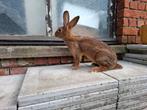 Belgische Haaskonijn rammelaar, Dieren en Toebehoren, Konijnen