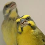 Tropische vogels huisvesten met Avicultuur-LED verlichting, Oiseau tropical