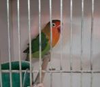 Grand fischeri vert  2025, Femelle, Perroquet nain ou Inséparable, Bagué