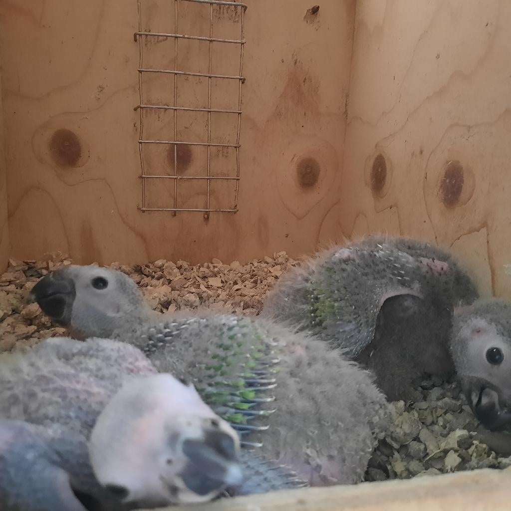 Voor parkieten/papegaaien/kaketoe`s/ara`s/vogels/dieren.