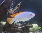 malawi cichliden - red top cobalt