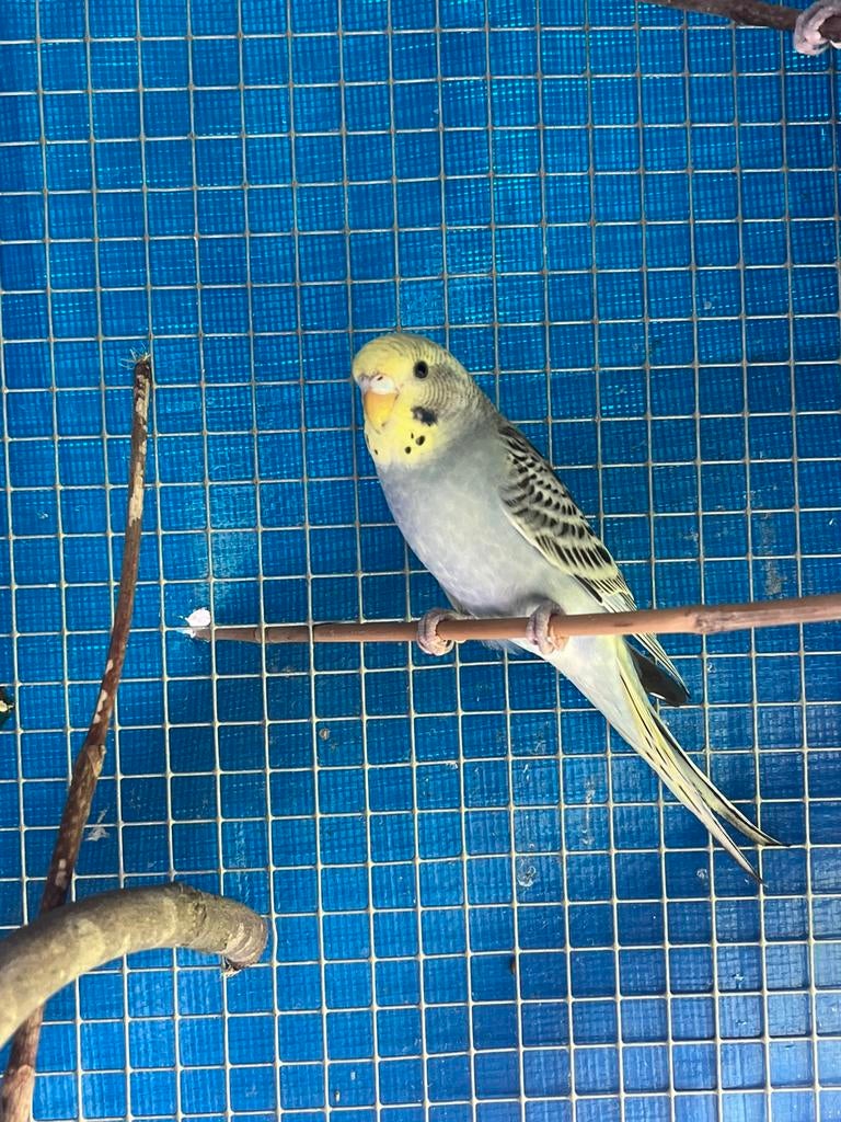 Koppel grasparkieten, Dieren en Toebehoren, Vogels | Parkieten en Papegaaien