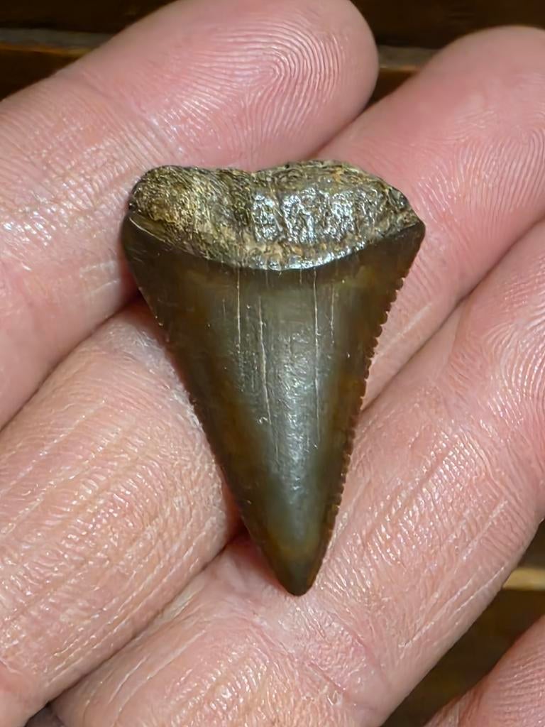 Zeldzamen meherrin river Carcharodon carcharias 3,3 cm., Verzamelen, Ophalen of Verzenden, Fossiel