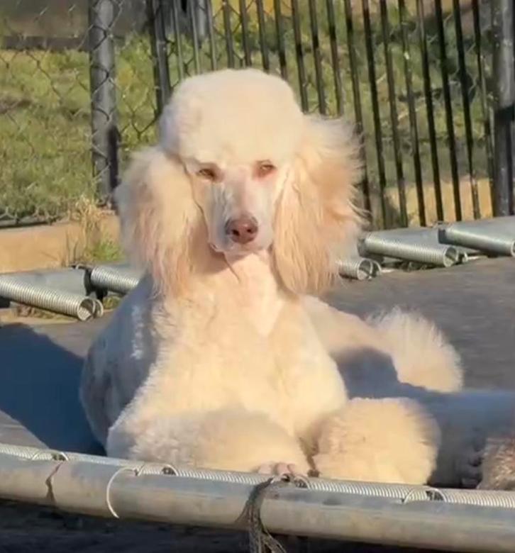 Unieke koningspoedel choco merle ♀ zoekt , liefdevolle thuis, Dieren en Toebehoren, Honden | Chihuahua's en Gezelschapshonden