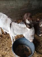 Merry met veulen, Dieren en Toebehoren