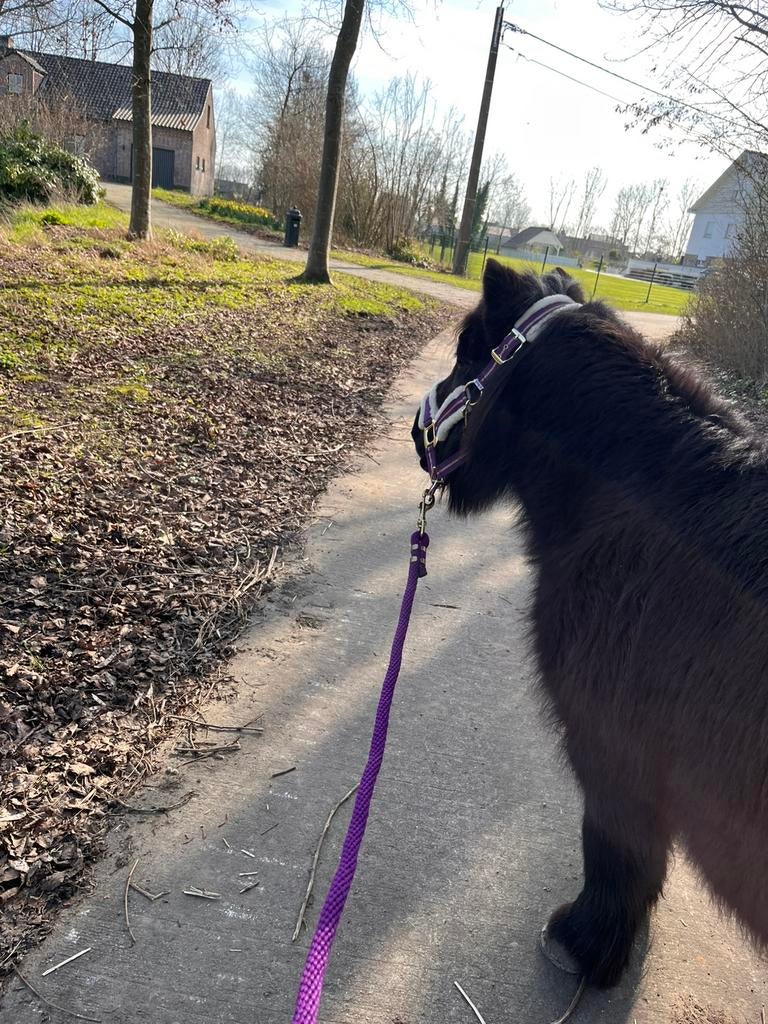Pony gewening en training voor paarden, Ophalen