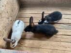 Vleeskonijnen te koop, Plusieurs animaux, Grand, 0 à 2 ans