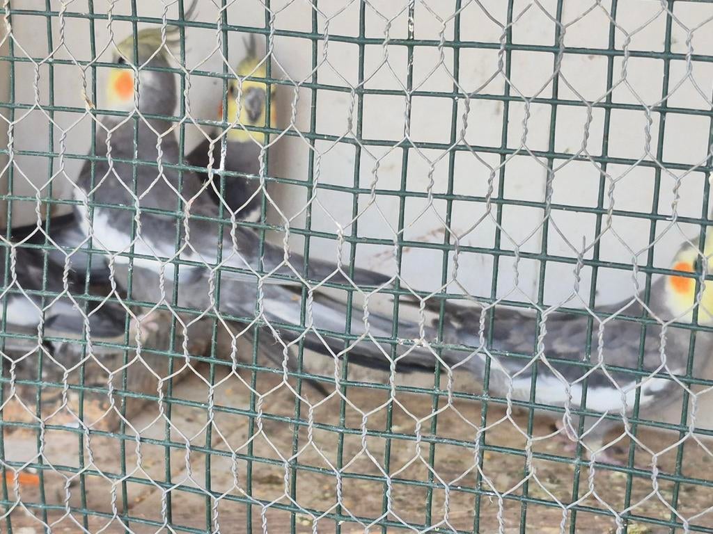 Quatre callopsite a vendre 30€par piece, Animaux & Accessoires