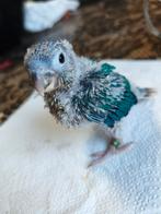 Conure Molinae, Animaux & Accessoires, Femelle