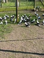 Sierduiven, Meerdere dieren, Overige soorten