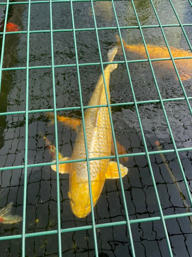 2 japanse koi te koop 700 euro tel 0484508252