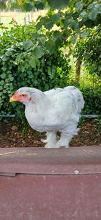 Brahma haan splash!, Dieren en Toebehoren, Pluimvee, Mannelijk, Kip