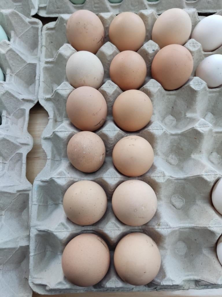 pluimvee, Dieren en Toebehoren, Pluimvee, Kip, Geslacht onbekend