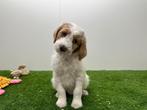 Portée de chiots Goldendoodle (F2), Chienne, Belgique, Plusieurs, Hépatite contagieuse (maladie de Rubarth)