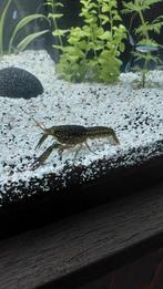 Marmer kreeft lees beschrijving, Enlèvement