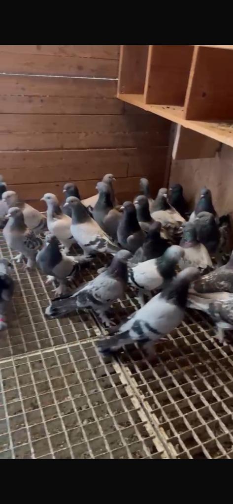 Super takla per stuk 30€, Dieren en Toebehoren, Vogels | Duiven