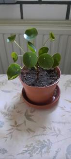 Kamerplanten, Huis en Inrichting, Kamerplanten, Ophalen