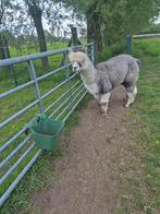 alpaca, Dieren en Toebehoren, Schapen, Geiten en Varkens, 6 jaar of ouder