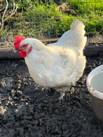 3 poules de Bresse et 3 Leghorn