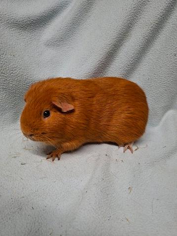 Goud donkeroog cavia gladhaar beer beschikbaar voor biedingen