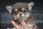 Chihuahua pups direct beschikbaar, Dieren en Toebehoren, België, 15 weken tot 1 jaar, CDV (hondenziekte), Meerdere