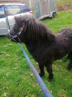 Te koop shetlander., Dieren en Toebehoren, Gechipt, Hengst, 3 tot 6 jaar, Onbeleerd