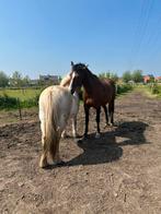 Weidegenootje gezocht te Leest, Dieren en Toebehoren, Weidegang, 1 paard of pony