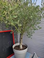 Olijfbomen, Tuin en Terras, Ophalen