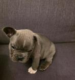 Franse bulldogs Blue Tan, Dieren en Toebehoren, België, Particulier, Reu, CDV (hondenziekte)