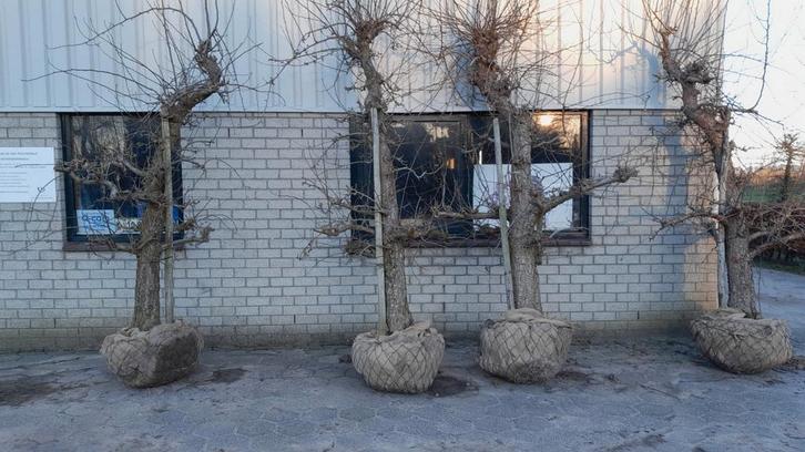 Oude Perenbomen, Tuin en Terras, Planten | Fruitbomen, Perenboom, 250 tot 400 cm, Halfschaduw, Lente, Ophalen