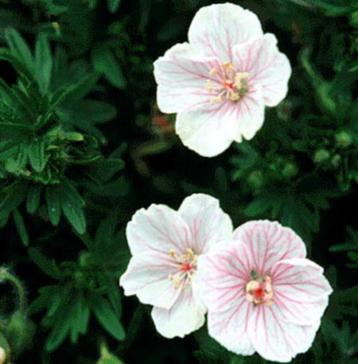 Geranium snaguineum 'Striatum', 'Max Frei', 'Album' en ander beschikbaar voor biedingen