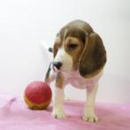 Beagle - speelse pups te koop (Belgisch), België, Beagle, Handelaar, CDV (hondenziekte)