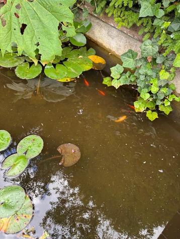 Water lelies, Enlèvement, Plantes de bassin