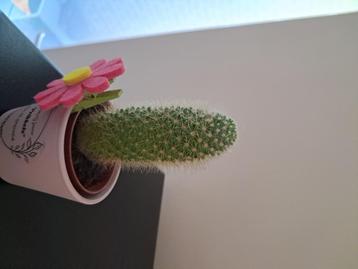 Cactusjes en andere kamerplanten beschikbaar voor biedingen