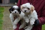 Chiots Maltipoo, Animaux & Accessoires, Chiens | Chihuahuas & Chiens de compagnie, Bichon maltais, Plusieurs, Parvovirose, Belgique