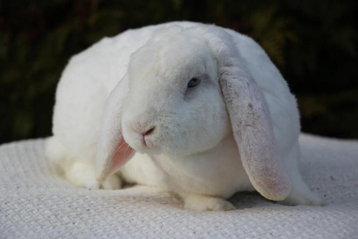 Rex widder hangoor, Animaux & Accessoires, Lapins, Oreilles tombantes