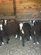 Zwartbles ram te ruil, Dieren en Toebehoren, Schapen, Geiten en Varkens, Mannelijk, Schaap, 0 tot 2 jaar