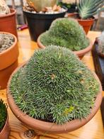 Abromeitiella brevifolia, Huis en Inrichting, Ophalen of Verzenden