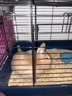 2 dwergkonijntjes met kooi, Diversen, Overige Diversen, Ophalen