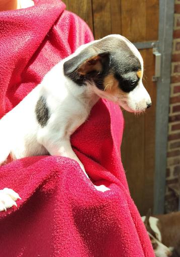 boerenfox pups beschikbaar voor biedingen