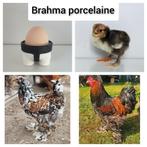 Œufs de poules de race Brahma porcelaine disponibles