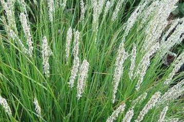 Sesleria autumnalis beschikbaar voor biedingen