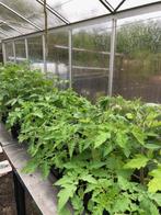 Tomatenplanten, Tuin en Terras, Planten | Tuinplanten, Zomer, Ophalen, Groenteplanten, Eenjarig