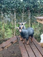 Geiten te koop, Dieren en Toebehoren, Meerdere dieren, Geit, 0 tot 2 jaar
