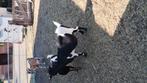 mooie vrouwelijke geitjes, Dieren en Toebehoren, Schapen, Geiten en Varkens, Vrouwelijk, Geit, 0 tot 2 jaar