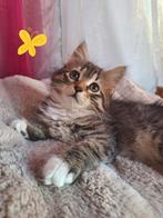 Siberische kat, Dieren en Toebehoren, Poes, Gechipt, 0 tot 2 jaar
